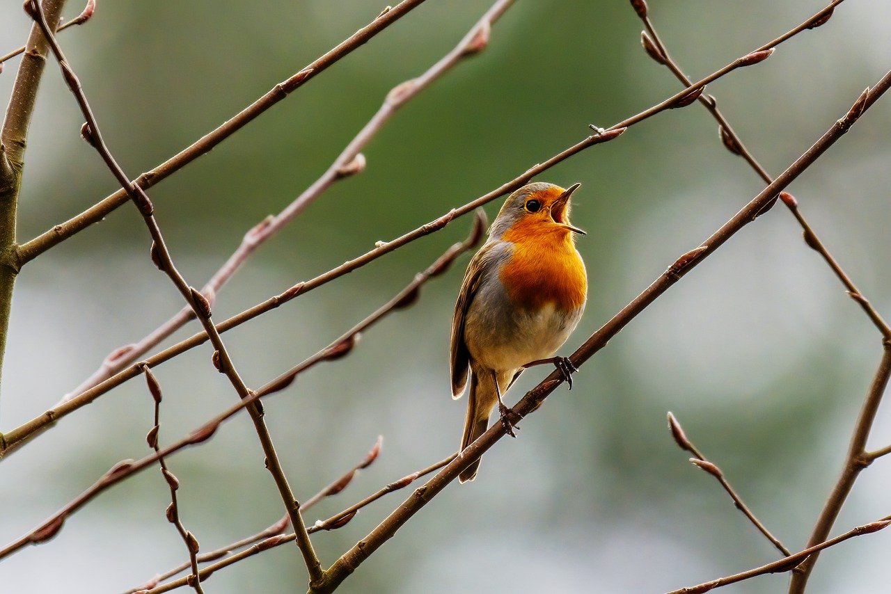 robin, bird, songbird-7872371.jpg